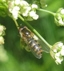 Epistrophella euchroma