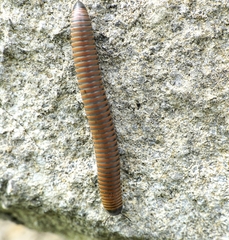 Acanthoiulus fuscipes