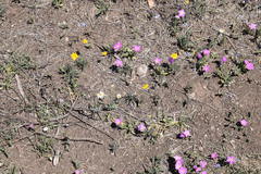 Phlox roemeriana