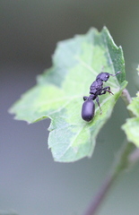 Cataulacus granulatus