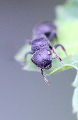 Cataulacus granulatus