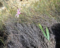 Ixia latifolia