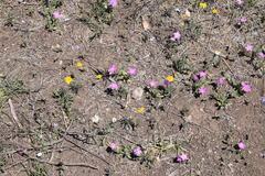 Phlox roemeriana
