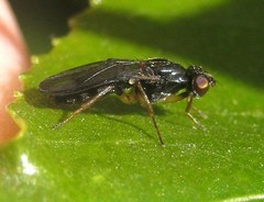 Chyliza annulipes