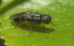 Chyliza annulipes