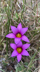 Romulea cruciata