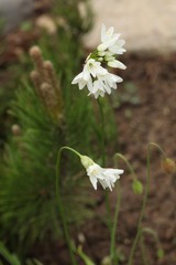 Allium zebdanense