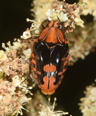 Coilodera formosana
