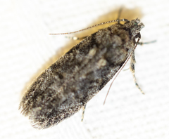 Chionodes thoraceochrella