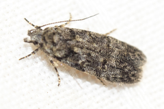 Chionodes thoraceochrella