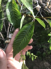 Ulmus pumila