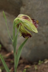 Fritillaria acmopetala