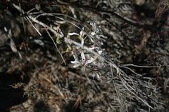 Pelargonium fergusoniae