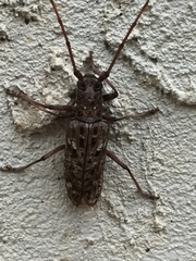 Monochamus