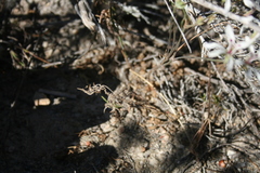 Pelargonium fergusoniae