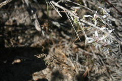 Pelargonium fergusoniae