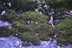 Orthotrichum strangulatum