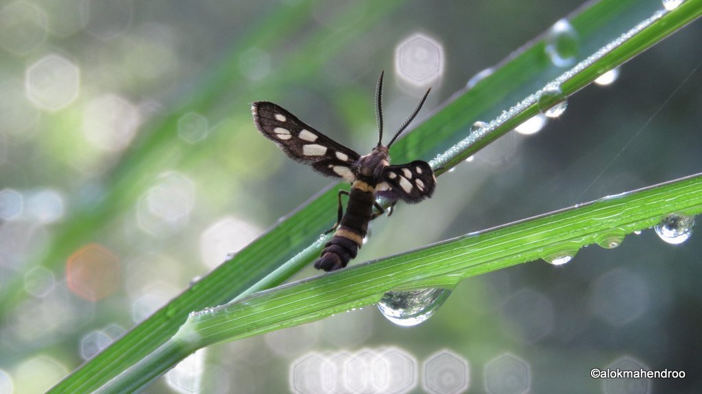 Amata bicincta