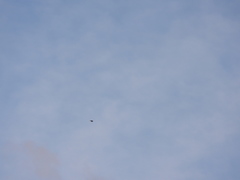 Calcarius lapponicus