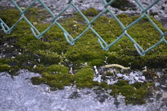 Orthotrichum strangulatum