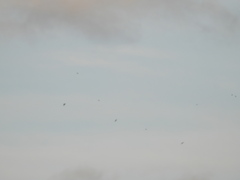 Calcarius lapponicus