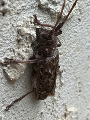 Monochamus