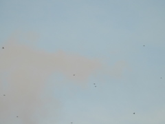 Calcarius lapponicus