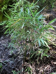 Bergbambos tessellata