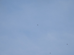 Calcarius lapponicus