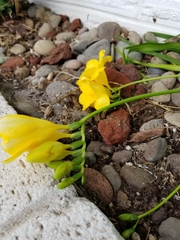 Freesia
