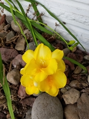 Freesia