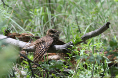 Antrostomus arizonae