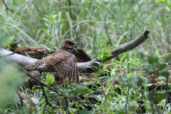 Antrostomus arizonae