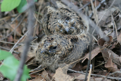 Antrostomus arizonae