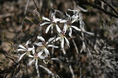 Pelargonium fergusoniae