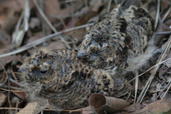 Antrostomus arizonae