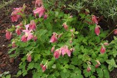 Aquilegia flabellata