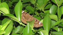 Erebus hieroglyphica