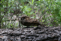 Antrostomus arizonae