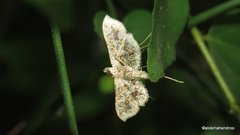 Nausinoe geometralis
