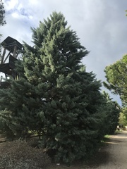 Cupressus arizonica