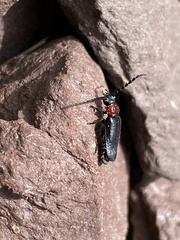Ditemnus bidentatus