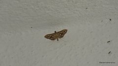 Nausinoe geometralis