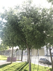 Celtis australis