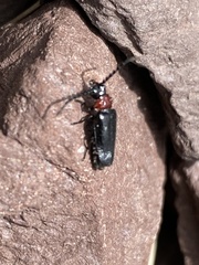 Ditemnus bidentatus