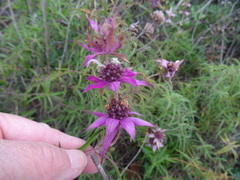 Monarda viridissima
