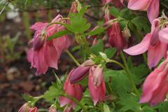 Aquilegia flabellata