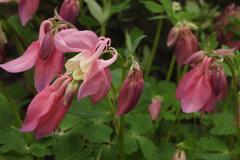 Aquilegia flabellata