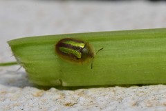Cassida vittata