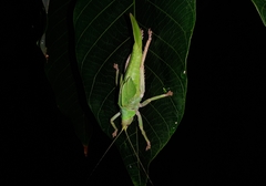 Onomarchus uninotatus